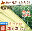 とうもろこし 北海道 送料無料「雪の妖精」L〜2Lサイズ 20本 詰め合わせ 朝採れ直送【函館市 坂口農園】産地直送 産直 生とうきび スイートコーン ピュアホワイト ゴールドラッシュ 黄色 白 冷蔵
