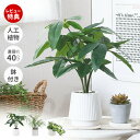 【当店限定特典付】人工観葉植物 フェイクグリーン 卓上 40cm 造花 インテリア グリーン アーティフィシャル 飾り おしゃれ ギフト 新築祝い 開店祝い 引...