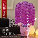≪出荷不可 次回未定≫純国産 胡蝶蘭 花持ち長い 大輪3本立ち 48輪〜 【紅華(こうか)濃いピンク】 蕾 画像配信 産地温室直送 お祝い プレゼント 花 ギフ...