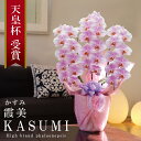 純国産 胡蝶蘭 花持ち長い 大輪 3本立ち 30輪〜 【霞美(かすみ)淡いピンク】 蕾 画像配信 産地温室直送 お祝い プレゼント 花 ギフト 特別 日本育ち ...