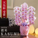 純国産 胡蝶蘭 花持ち長い 大輪 3本立ち 33輪〜 【霞美(かすみ)淡いピンク】 蕾 画像配信 産地温室直送 お祝い プレゼント 花 ギフト 特別 日本育ち ...