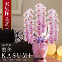 純国産 胡蝶蘭 花持ち長い 大輪 3本立ち 39輪〜 【霞美(かすみ)淡いピンク】 蕾 画像配信 産地温室直送 お祝い プレゼント 花 ギフト 特別 日本育ち ...