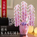 出荷不可 次回未定 純国産 胡蝶蘭 花持ち長い 大輪 3本立ち 42輪〜 【霞美(かすみ)淡いピンク】 蕾 画像配信 産地温室直送 お祝い プレゼント 花 ギフ...