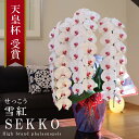 純国産 胡蝶蘭 花持ち長い 大輪3本立ち 48輪〜 【雪紅(せっこう)白赤】 蕾 画像配信 産地温室直送 お祝い プレゼント 花 ギフト 特別 日本育ち 贈り物...