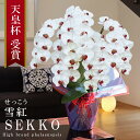 純国産 胡蝶蘭 花持ち長い 大輪 5本立ち 47輪〜 【雪紅(せっこう)白赤】 蕾 画像配信 産地温室直送 お祝い プレゼント 花 ギフト 特別 日本育ち 贈り...