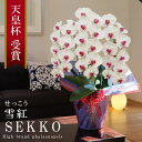 純国産 胡蝶蘭 花持ち長い 大輪3本立ち 30輪〜 【雪紅(せっこう)白赤】 蕾 画像配信 産地温室直送 お祝い プレゼント 花 ギフト 特別 日本育ち 贈り物...