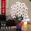 純国産 胡蝶蘭 花持ち長い 大輪3本立ち 33輪〜 【雪紅(せっこう)白赤】 蕾 画像配信 産地温室直送 お祝い プレゼント 花 ギフト 特別 日本育ち 贈り物...