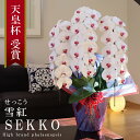 純国産 胡蝶蘭 花持ち長い 大輪3本立ち 36輪〜 【雪紅(せっこう)白赤】 蕾 画像配信 産地温室直送 お祝い プレゼント 花 ギフト 特別 日本育ち 贈り物...