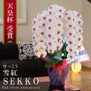 純国産 胡蝶蘭 花持ち長い 大輪3本立ち 39輪〜 【雪紅(せっこう)白赤】 蕾 画像配信 産地温室直送 お祝い プレゼント 花 ギフト 特別 日本育ち 贈り物...
