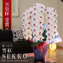 純国産 胡蝶蘭 花持ち長い 大輪3本立ち 42輪〜 【雪紅(せっこう)白赤】 蕾 画像配信 産地温室直送 お祝い プレゼント 花 ギフト 特別 日本育ち 贈り物...