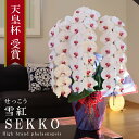 純国産 胡蝶蘭 花持ち長い 大輪3本立ち 45輪〜 【雪紅(せっこう)白赤】 蕾 画像配信 産地温室直送 お祝い プレゼント 花 ギフト 特別 日本育ち 贈り物...