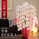 ≪出荷不可 次回未定≫純国産 胡蝶蘭 花持ち長い 大輪3本立ち 48輪〜 【雪華(せっか)白】 蕾 画像配信 産地温室直送 お祝い プレゼント 花 ギフト 特別...