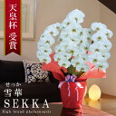 純国産 胡蝶蘭 花持ち長い 大輪 5本立ち 47輪〜 【雪華(せっか)白】 つぼみ含む 画像配信 産地温室直送 お祝い プレゼント 花 ギフト 特別 日本育ち ...