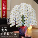 【プレミアム】純国産 胡蝶蘭 花持ち長い 大輪 7本立ち 80輪〜【雪華(せっか)白】 画像配信 産地温室直送 お祝い プレゼント 花 ギフト 特別 日本育ち ...
