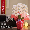純国産 胡蝶蘭 花持ち長い 大輪3本立ち 27輪〜 【雪華(せっか) 白】 蕾 画像配信 産地温室直送 お祝い プレゼント 花 ギフト 特別 日本育ち 贈り物 ...