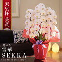 純国産 胡蝶蘭 花持ち長い 大輪3本立ち 33輪〜 【雪華(せっか)白】 蕾 画像配信 産地温室直送 お祝い プレゼント 花 ギフト 特別 日本育ち 贈り物 母...
