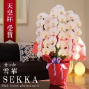 純国産 胡蝶蘭 花持ち長い 大輪3本立ち 36輪〜 【雪華(せっか)白】 蕾 画像配信 産地温室直送 お祝い プレゼント 花 ギフト 特別 日本育ち 贈り物 母...