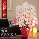 純国産 胡蝶蘭 花持ち長い 大輪3本立ち 39輪〜 【雪華(せっか)白】 蕾 画像配信 産地温室直送 お祝い プレゼント 花 ギフト 特別 日本育ち 贈り物 母...