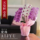 希少 純国産 胡蝶蘭 花持ち長い 大輪3本立ち 30輪〜【愛珠(あいじゅ)】 紅白MIX(赤色リップ) 蕾 画像配信 産地温室直送 お祝い プレゼント 花 ギフ...