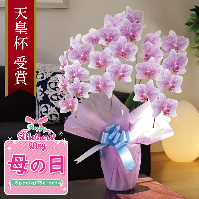 【母の日ギフト】純国産胡蝶蘭 中輪 3本立ち 24輪〜 白ピンク グラデーション 豪華ラッピング＆メッセージカード無料 送料無料 美しい花が長持ち お手入れ簡単 上品で華やかな贈り物 大切なお母さんへ感謝の気持ちを込めて特別な胡蝶蘭をプレゼントのサムネイル
