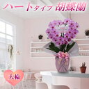 純国産 胡蝶蘭 【ハートタイプ胡蝶蘭】希少 産地温室直送 大輪 2本立ち 28輪〜 花持ち長い 画像配信 産地温室直送 お祝い 花 ギフト 贈り物 母の日 お誕...