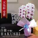 純国産 胡蝶蘭 花持ち長い 中輪 2本立ち 20輪〜【白紫(はくし)】白に紫のストライプ 二度咲き プレゼント お祝い 花 母の日ギフト 贈り物 お供え お誕生...