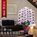 純国産 胡蝶蘭 花持ち長い 中輪 3本立ち 37輪~【白紫(はくし)】白に紫のストライプ 二度咲き プレゼント お祝い 花 母の日ギフト 贈り物 お供え お誕生日 長寿祝い 開店祝い 開業祝い 移転祝い 就任祝い 昇進祝い 当選祝い 日本育ち ラン コチョウラン 当日発送
