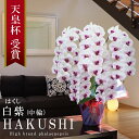 純国産 胡蝶蘭 花持ち長い 中輪 5-6本立ち 60輪〜【白紫(はくし)】白に紫のストライプ 二度咲き プレゼント お祝い 花 母の日ギフト 贈り物 お供え お...