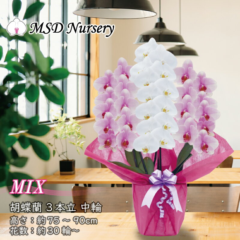 お盆中発送 胡蝶蘭 純国産 【白ピンクMIX】希少 産地直送 大輪 3本立ち 30輪〜 花持ち長い お祝い プレゼント 花 ギフト 贈り物 お誕生日 開店祝い 開業祝い 母の日 昇進祝い 立札無料 敬老の日 お供え 送料無料