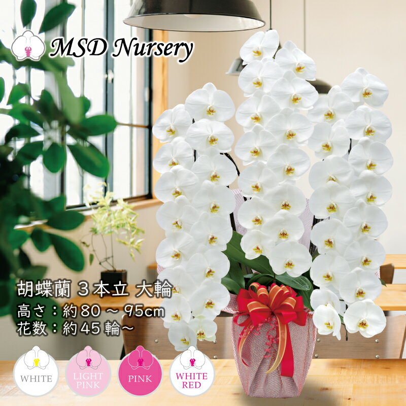お盆中発送 胡蝶蘭 純国産 白/淡いピンク/ピンク/白赤 4色 産地直送 大輪 3本立ち 45輪〜 花持ち長い お祝い プレゼント 花 ギフト 贈り物 お誕生日 開店祝い 開業祝い 母の日 昇進祝い 立札無料 敬老の日 お供え 送料無料