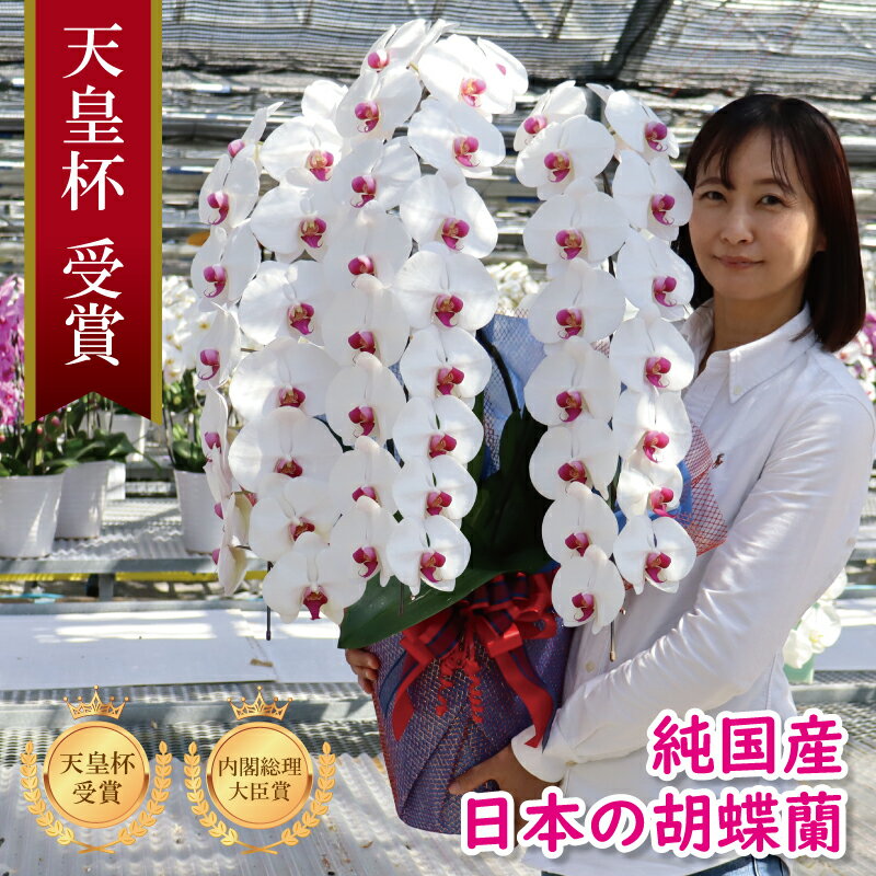 純国産 胡蝶蘭 花持ち長い 大輪3本立ち 48輪〜 白/淡いピンク/ピンク/白赤 画像配信あり 産地直送 お祝い プレゼント 花 ギフト 贈り物 お供え お誕生日 開店祝い 開業祝い 移転祝い 就任祝い 昇進祝い 当選祝い 当日発送 王立園芸協会登録商品のサムネイル