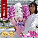 希少 純国産 胡蝶蘭 花持ち長い 大輪3本立ち 30輪〜【愛珠(あいじゅ)】 紅白MIX(黄色リップ) 蕾 画像配信 産地温室直送 お祝い プレゼント 花 ギフ...
