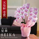 【次回5月下旬発送】純国産 胡蝶蘭 中輪 3本立ち 24輪〜 【星華(せいか)白ピンク グラデーション】 花持ち長い 産地温室直送 お祝い プレゼント 花 ギフ...