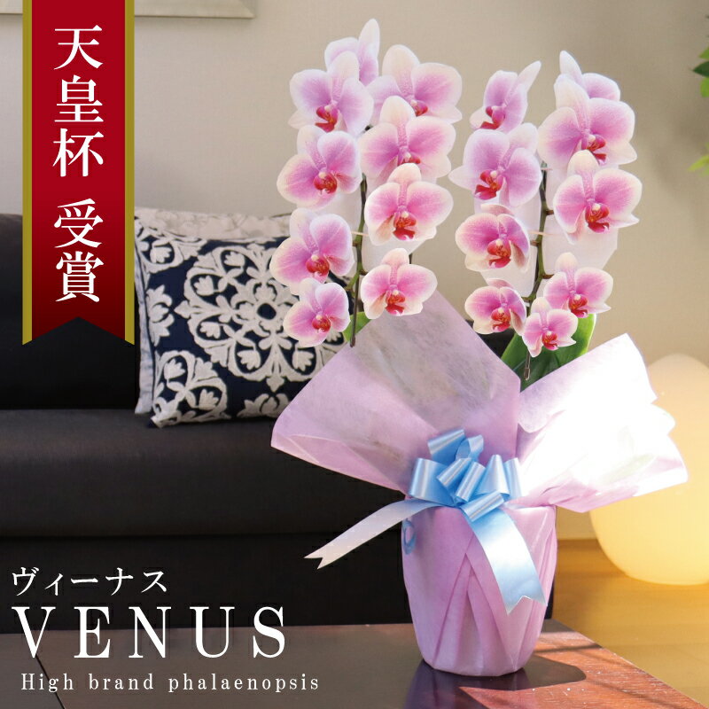 純国産 胡蝶蘭 花持ち長い 中輪 2本立ち 18輪～ 【Venus【ヴィーナス）】白ピンク グラデーション ブランド胡蝶蘭 お祝い プレゼント 花 ギフト 贈り物 母の日 お誕生日 長寿祝い 開店祝い 開業祝い 移転祝い 就任祝い 昇進祝い 当選祝い 当日発送 王立園芸協会登録商品