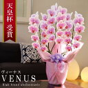 純国産 胡蝶蘭 花持ち長い 中輪 3本立ち 30輪～ 【Venus【ヴィーナス）】白ピンク グラデーション ブランド胡蝶蘭 お祝い プレゼント 花 ギフト 贈り物 母の日 お誕生日 長寿祝い 開店祝い 開業祝い 移転祝い 就任祝い 昇進祝い 当選祝い 当日発送 王立園芸協会登録商品