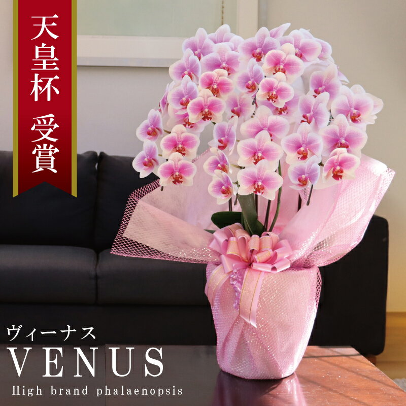 純国産 胡蝶蘭 花持ち長い 中輪 5本立ち 40輪～ 【Venus【ヴィーナス）】白ピンク グラデーション ブランド胡蝶蘭 お祝い プレゼント 花 ギフト 贈り物 母の日 お誕生日 長寿祝い 開店祝い 開業祝い 移転祝い 就任祝い 昇進祝い 当選祝い 当日発送 王立園芸協会登録商品