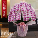 純国産 胡蝶蘭 花持ち長い 中輪 7本立ち 60輪〜【Venus(ヴィーナス)】白ピンク グラデーション 二度咲き プレゼント お祝い 花 母の日ギフト 贈り物...