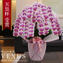 胡蝶蘭（全般） 純国産 胡蝶蘭 花持ち長い 中輪 8本立ち 65輪～ 【Venus【ヴィーナス）】白ピンク グラデーション ブランド胡蝶蘭 お祝い プレゼント 花 ギフト 贈り物 母の日 お誕生日 長寿祝い 開店祝い 開業祝い 移転祝い 就任祝い 昇進祝い 当選祝い 当日発送 王立園芸協会登録商品