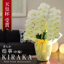 ≪出荷不可 次回未定≫希希少 純国産 胡蝶蘭 花持ち長い 中輪3本立ち 40輪〜 25,000円【煌華(きらか)】 黄色 画像配信 胡蝶蘭ギフト 胡蝶蘭お祝い ...