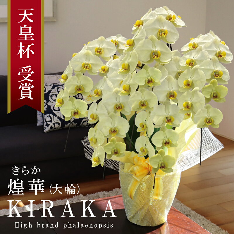 Rakuten - ≪在庫あり≫開業祝い 胡蝶蘭 大輪 5本立ち 50輪～ 希少 純国産 黄色 花持ち長い 煌華 きらか 開店祝い お誕生日祝い 米寿祝い 傘寿祝い 御祝 長寿祝い 移転祝い お祝い 当選祝い 新築祝い 周年祝い 縁起物 商売繁盛 ギフト 産地温室直送 王立園芸協会登録商品