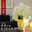 ≪出荷不可 次回未定≫希少 純国産 胡蝶蘭 花持ち長い 中輪3本立ち 30輪〜 20,000円【煌華(きらか)】 黄色 画像配信 産地温室直送 お祝い 母の日ギ...