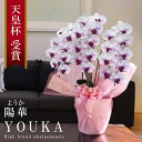 純国産 胡蝶蘭 中輪 3本立ち 27輪〜 【陽華(ようか)白 紫ストライプ】 蕾 画像配信 産地温室直送 お祝い プレゼント 花 ギフト 特別 日本育ち 贈り物...
