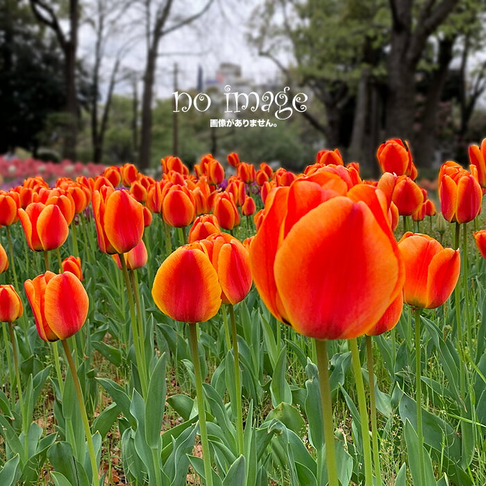 ���㡼�� �����֥����ѳѻ�(350 416 0121)