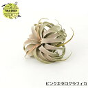 フェイクグリーン ピンクキセログラフィカ インテリア おしゃれ 人工観葉植物 フェイク グリーン 造花 インドアグリーン CSZ