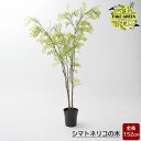フェイクグリーン 大型 シマトネリコ 木 152cm 観葉植物 インテリア おしゃれ フェイク グリーン 人工観葉植物 造花 インドアグリーン JQ