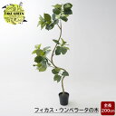 フェイクグリーン 大型 フィカス ウンベラータ 木 200cm 観葉植物 インテリア おしゃれ フェイク グリーン 人工観葉植物 造花 インドアグリーン JQ