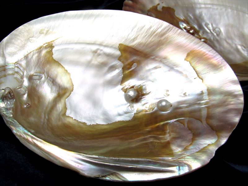 レインボーの輝き【パール付きイケチョウガイ皿】サイズ約13-18cm 天然淡水パール付き ナチュラルな貝殻 激安 浄化用…