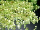 透明感抜群 希少【ペリドット さざれ (かんらん石) 】1袋100グラム入り 約2mm-5mm 8月の誕生石 パワーストーン サザレ【ミャンマー産】