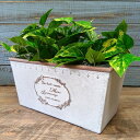 ガーデニング雑貨 植木鉢 プランター 樹脂ポット プラスチック鉢 鉢 鉢カバー ガーデン雑貨 ガーデニング 雑貨 アンティーク ナチュラル おしゃれ かわいい ポイント消化 FLOWER2 ミュルティコロールワイド YZ-MS759-80
