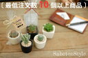 【 サボテン 多肉植物 プチギフト / プチミニシリーズ】※10個からご注文下さい/ ミニサボテン 観葉植物 インテリア オシャレ おしゃれ かわいい プレゼン...